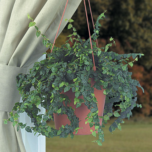 Miniature Fig 'Minima' (Ficus pumila)