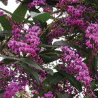 Australian Sarsparilla (Hardenbergia violacea)