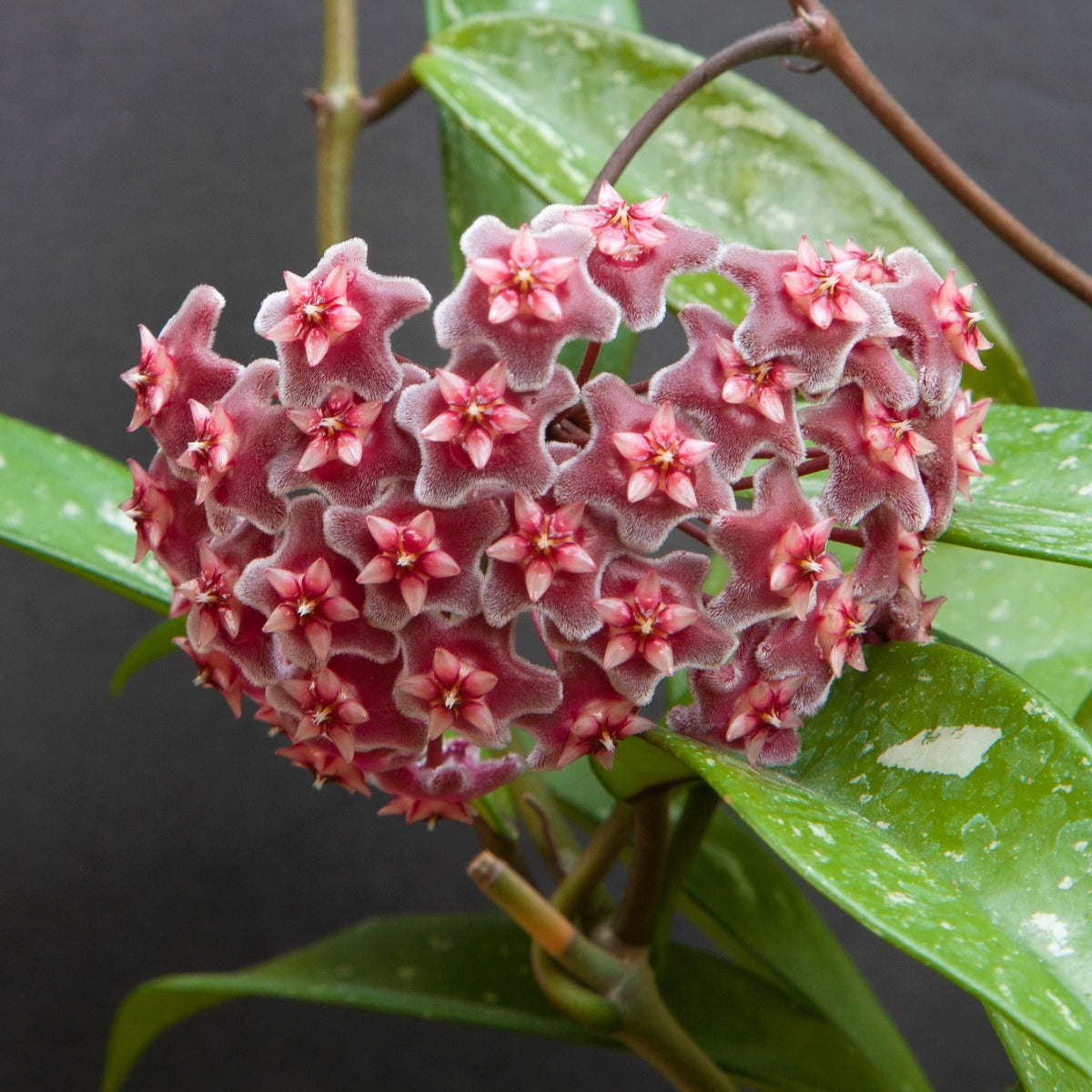 Hoya pubicalyx (Hoya pubicalyx)