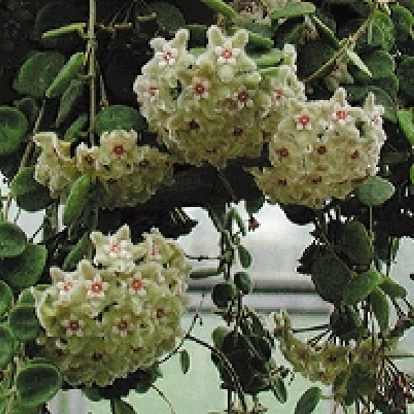 Shooting  Star Wax Plant (Hoya serpens)
