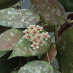 Malaysian Wax Plant (Hoya caudata)