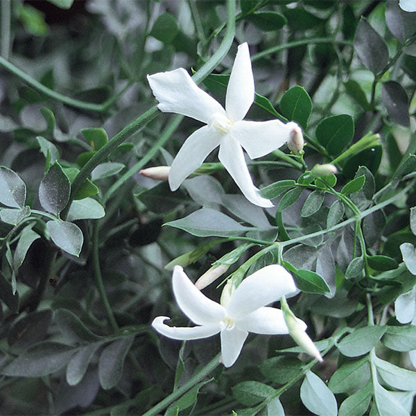 French Perfume Jasmine ‘Flora Plena’ (Jasminum grandiflorum)