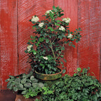 Orange Jasmine (Murraya paniculata)