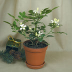 Orange Jasmine (Murraya paniculata)