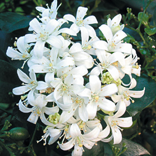 Orange Jasmine (Murraya paniculata)