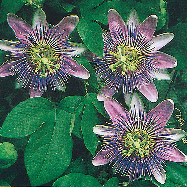 Passion Flower x alato-caerulea For Sale – Logee's Plants