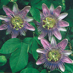 Passion Flower x alato-caerulea (Passiflora xalato-caerulea)
