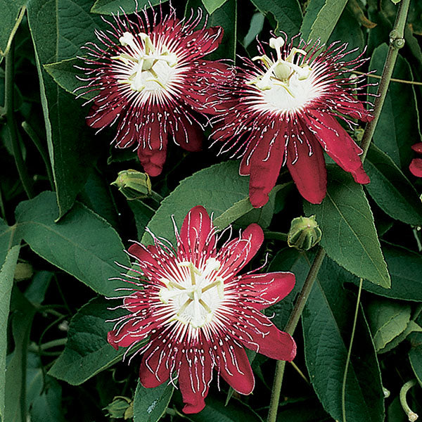 Passion Flower ‘Lady Margaret’ (Passiflora hybrid)
