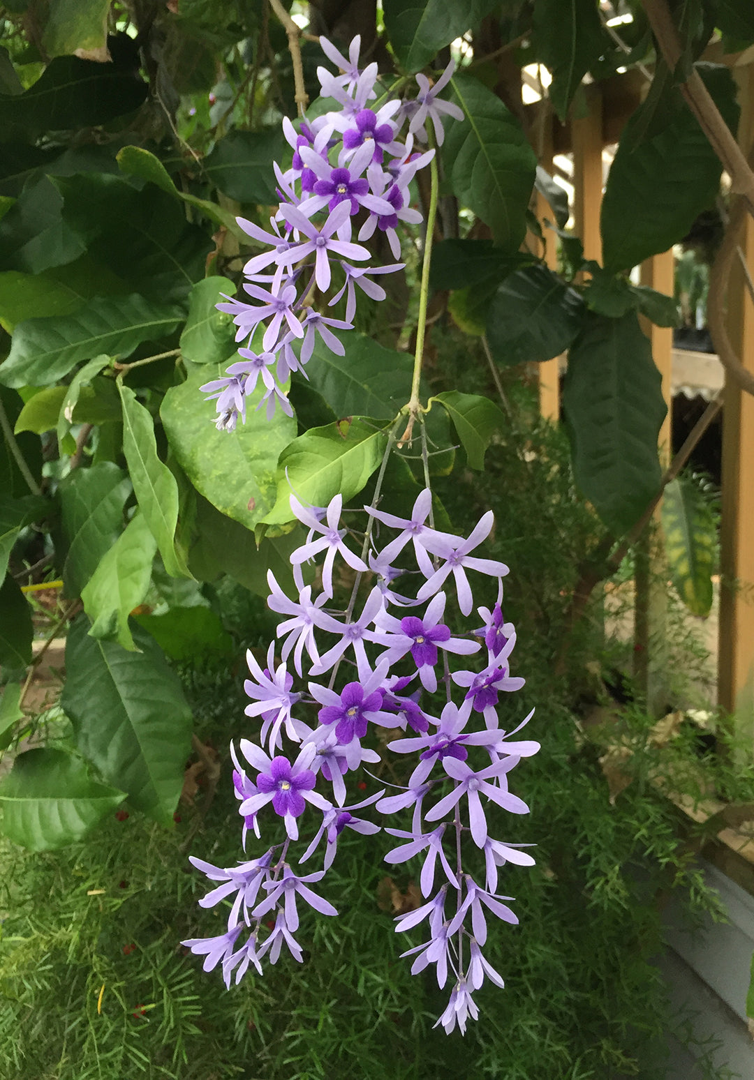 Queen’s Wreath (Petrea volubilis)