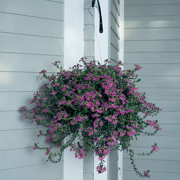 Fan Flower (Scaevola aemula)