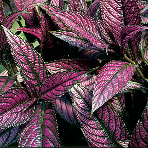 Persian Shield (Strobilanthes dyerianus)