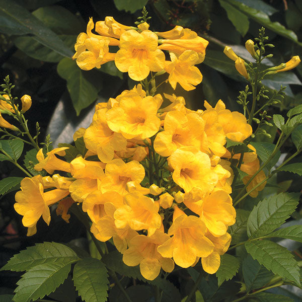 Tecoma ‘Gold Star’ (Tecoma stans)
