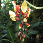 Indian Clock Vine (Thunbergia mysorensis)