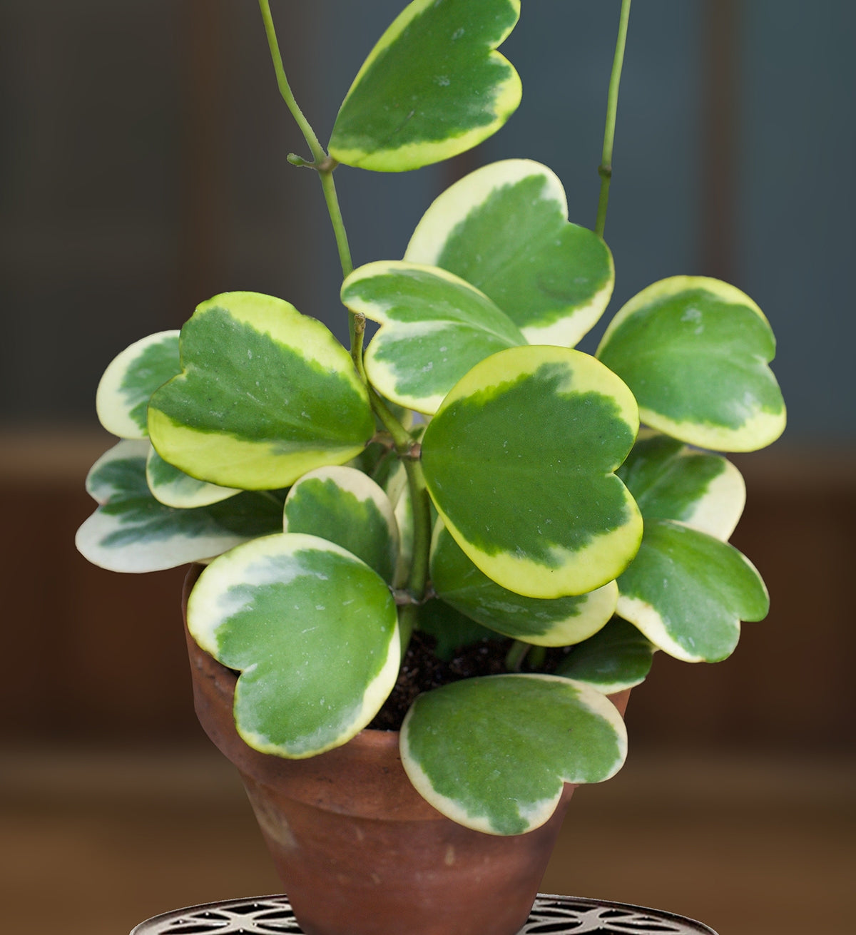 Variegated Heart Leaf Hoya (Hoya kerrii 'Variegata')