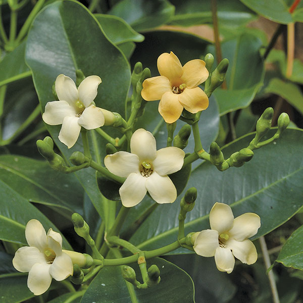 Pua Keni Keni (Fagraea berteriana)