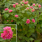 Tropical Rose Hydrangea (Dombeya x seminole)