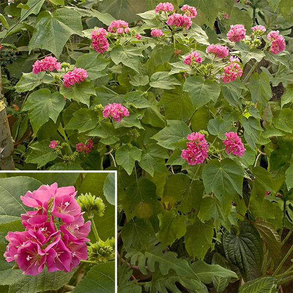 Tropical Rose Hydrangea (Dombeya x seminole)