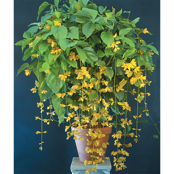 Nong Nooch Vine (Petraeovitex bambusetorum)