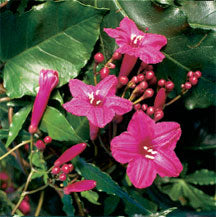 Cardinal Creeper (Ipomoea horsfalliae)