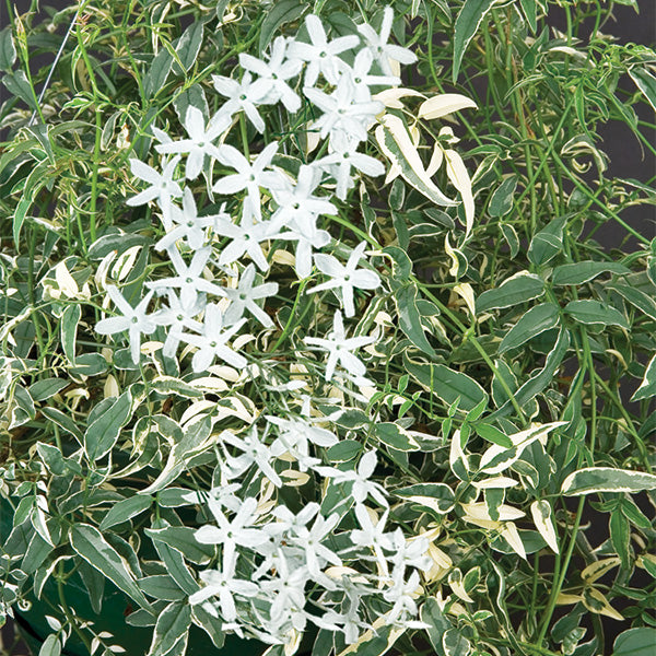 Variegated Winter Jasmine (Jasminum polyanthum variegata)