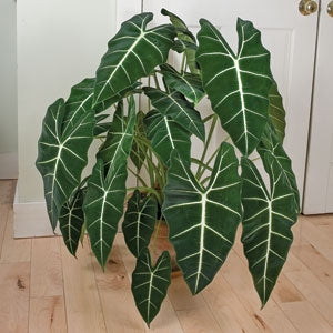 Alocasia ‘Frydek’ (Alocasia hybrid)
