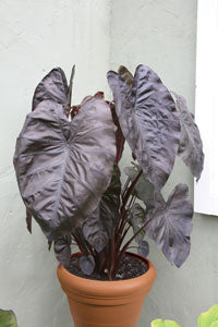 Elephant Ear ‘Diamond Head’ PPAF (Colocasia esculenta)