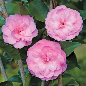 Camellia 'Fragrant Joy' (Camellia lutchuensis hybrid)