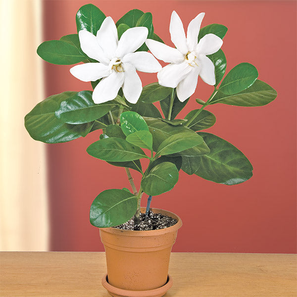 Gardenia ‘Diamond’s Fragrant Delight’ (Gardenia taitensis hybrid)