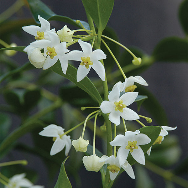 Fragrant Wax Plant (Hoya odorata)
