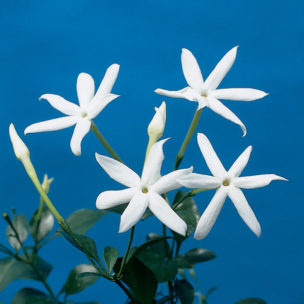 South African Jasmine (Jasminum angulare)
