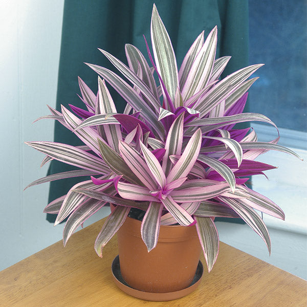 Variegated Moses in the Cradle (Tradescantia spathacea variegata)