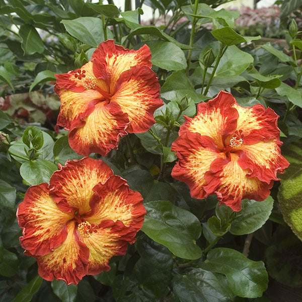 Hibiscus ‘Chad’ (Hibiscus rosa-sinensis hybrid)