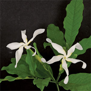 Giant Pinwheel Flower (Tabernaemontana holstii)