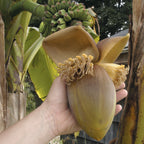 Hardy Banana Plant (Musa basjoo)