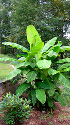 Hardy Banana Plant (Musa basjoo)