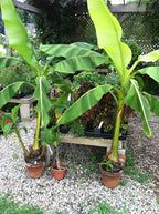 Hardy Banana Plant (Musa basjoo)