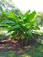 Hardy Banana Plant (Musa basjoo)