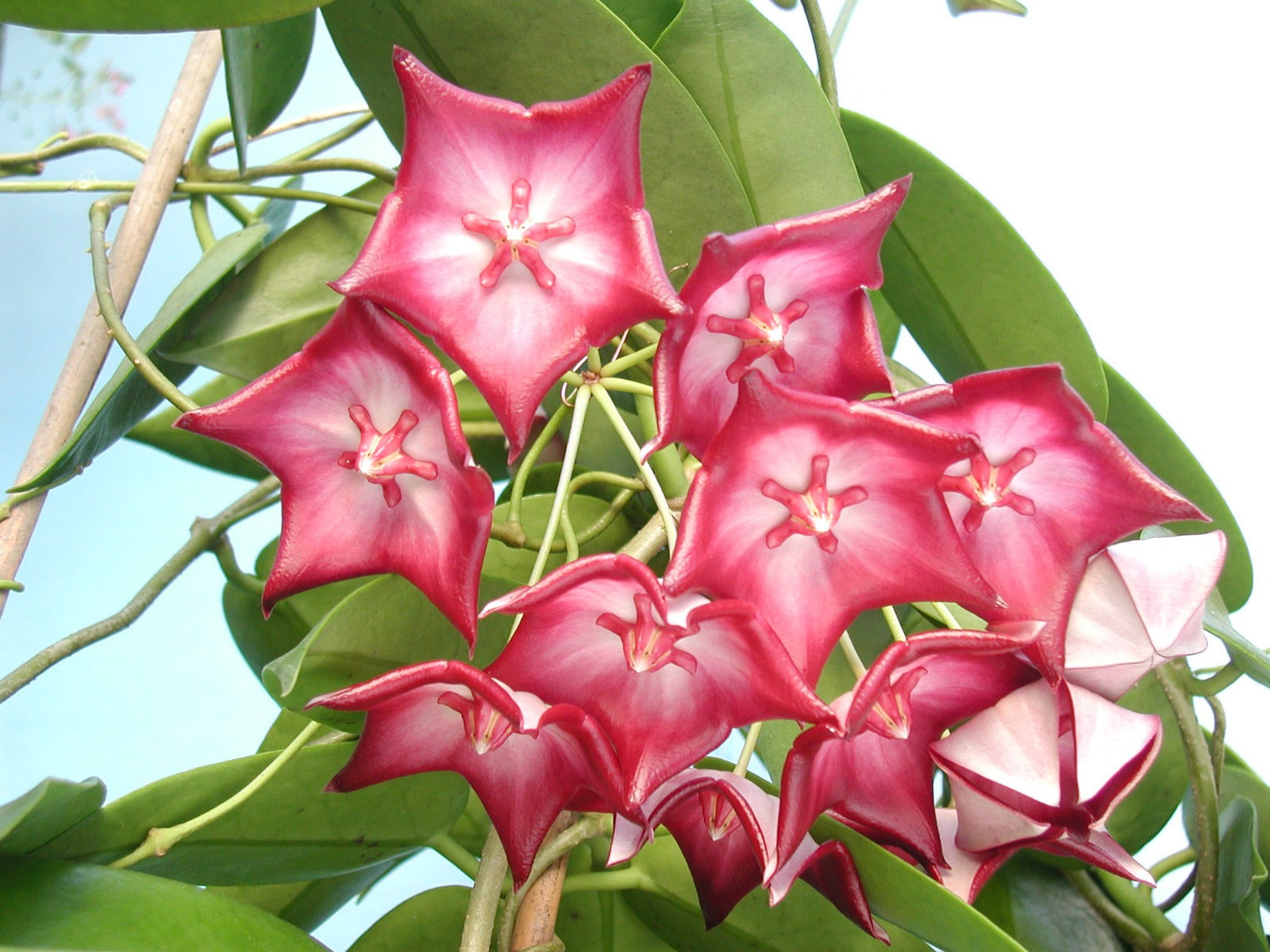 Giant Wax Plant (Hoya macgillivrayi)