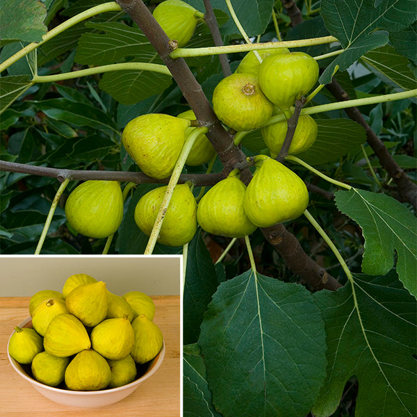 Fig ‘Ischia’ (Ficus carica)