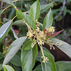 Avocado Tree ‘Day’ (Persea americana)