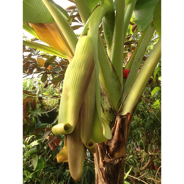 Banana Plant ‘Veinte Cohol’ (Musa hybrid)