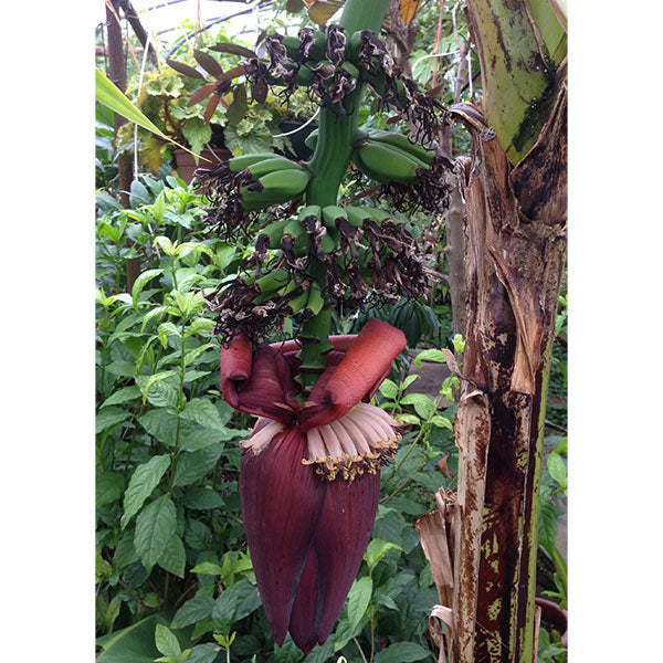 Banana Plant ‘Veinte Cohol’ (Musa hybrid)