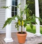 Babaco Papaya Plant (Vasconcellea × heilbornii)