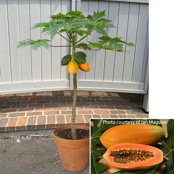 Papaya Tree ‘Red Lady’ (Carica papaya)