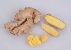 Edible Yellow Ginger Root Plant (Zingiber officinale)