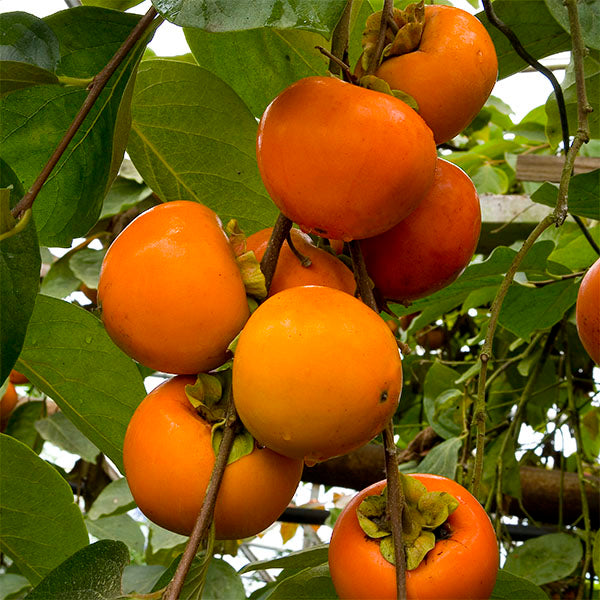 Japanese Persimmon Tree ‘Fuyu’ (Diospyros kaki)