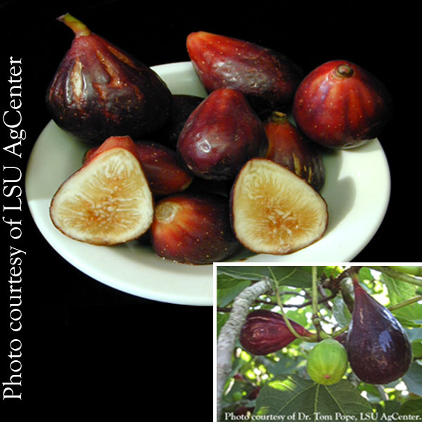 Fig Tree ‘LSU Purple’ (Ficus carica)