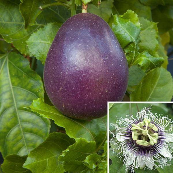 Passion Flower ‘Panama’ (Passiflora edulis)