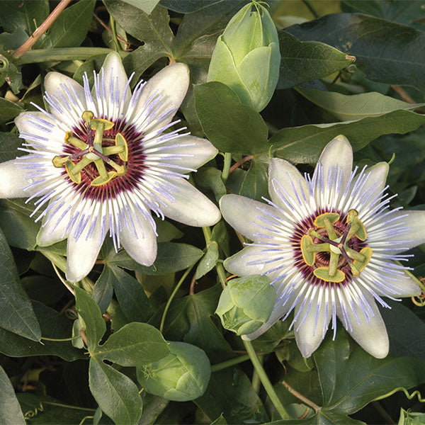 Passion Flower 'Clear Sky' (Passiflora caerulea)