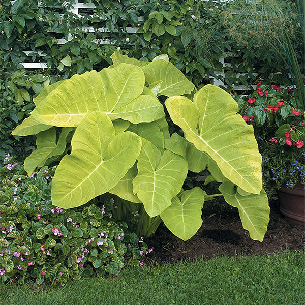 Elephant Ear ‘Lime Zinger’ (Xanthosoma hybrid)